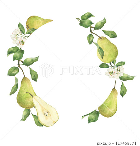 Green pear with flower and leaves watercolor wreath illustration isolated on white. Hand drawn blooming fruit tree and slice label template with copy space for text Green pear with flower and leaves watercolor wreath illustration isolated on white. Hand drawn blooming fruit tree and slice label template with copy space for text 117458571