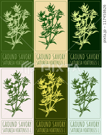 Set of vector drawing GROUND SAVORY in various colors. Hand drawn illustration. Latin name is SATUREJA HORTENSIS L Set of vector drawing GROUND SAVORY in various colors. Hand drawn illustration. Latin name is SATUREJA HORTENSIS L 117458626
