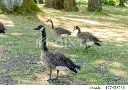 Canadian geese in Stanley Park, Vancouver, BC, Canada 117458986