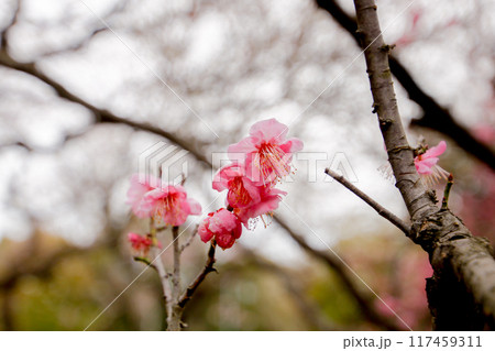 梅の花　未開紅 117459311
