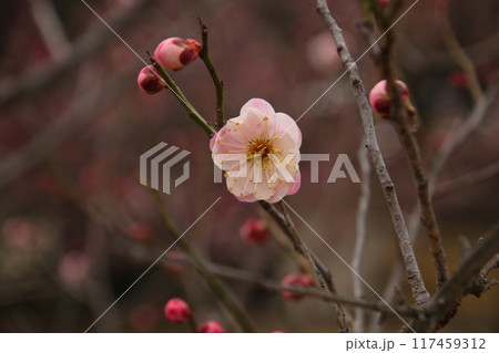 梅の花② 117459312
