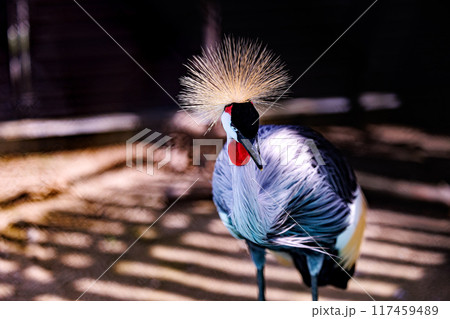 ホオジロカンムリヅル 117459489