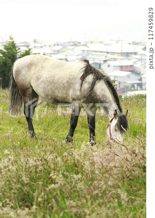 Horses on Island of Chiloe Chile Horses on Island of Chiloe Chile 117459829