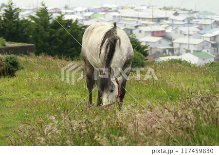 Horses on Island of Chiloe Chile Horses on Island of Chiloe Chile 117459830