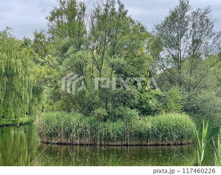 Landscape with a pond and a bridge over it in the countryside.Willow trees on the shore of the lake in the city park Landscape with a pond and a bridge over it in the countryside.Willow trees on the shore of the lake in the city park 117460226