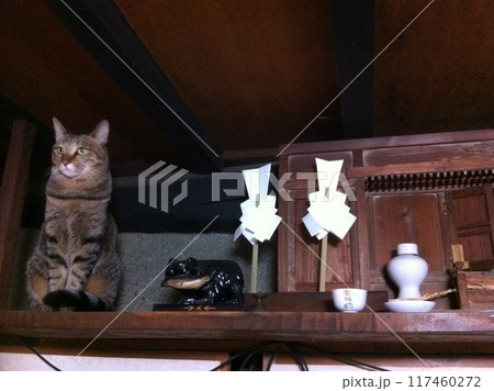 猫神様∼神棚と偉そうなネコ(埼玉県深谷市) 猫神様∼神棚と偉そうなネコ(埼玉県深谷市) 117460272