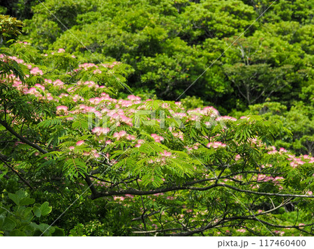 花咲くネムノキ 117460400