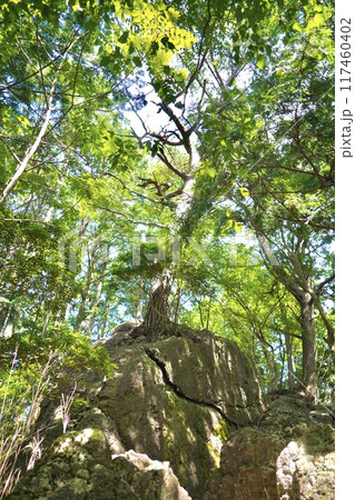 綺麗な新緑に包まれた大きな岩① 綺麗な新緑に包まれた大きな岩① 117460402