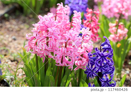 ヒヤシンスの花 オリエンタリス ヒヤシンスの花 オリエンタリス 117460426