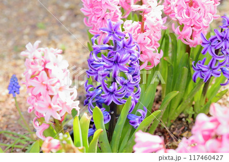 ヒヤシンスの花　オリエンタリス 117460427