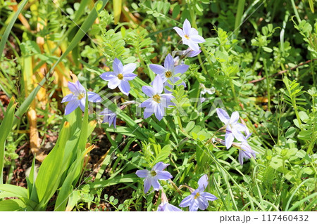ハナニラの花 117460432