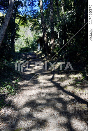 木漏れ日が差し込む道 117460579