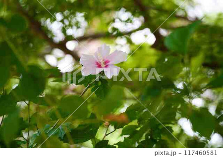 ムクゲ 117460581