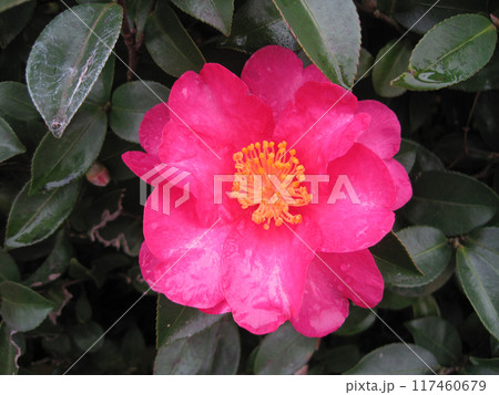 雨に濡れた山茶花 117460679