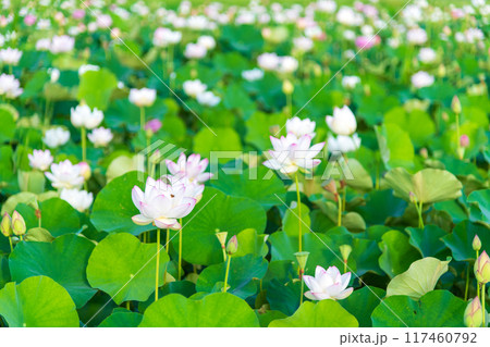 藤原京の蓮池に咲く蓮の花 117460792