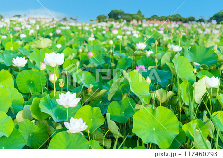 藤原京の蓮池に咲く蓮の花 藤原京の蓮池に咲く蓮の花 117460793