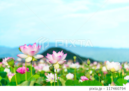 藤原京跡の蓮池に咲く蓮の花と奥に聳える畝傍山の景色 藤原京跡の蓮池に咲く蓮の花と奥に聳える畝傍山の景色 117460794