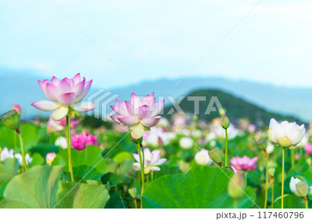藤原京跡の蓮池に咲く蓮の花と奥に聳える畝傍山の景色 117460796