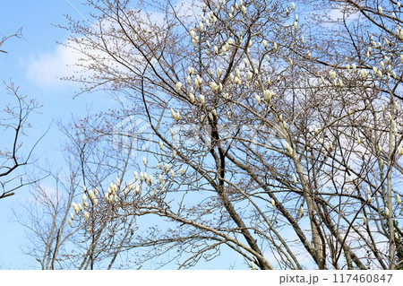 咲始め　ハクモクレンの花 117460847