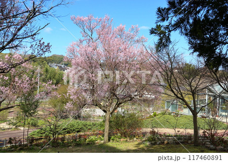 早咲き桜　エドヒガンの花 117460891