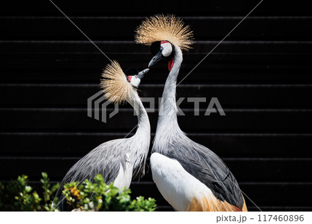 ホオジロカンムリヅルの愛らしい交流 117460896