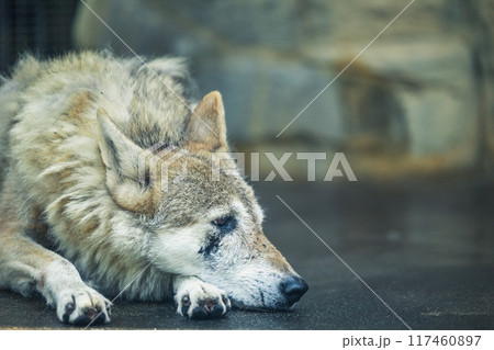 チュウゴクオオカミ 117460897