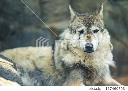 チュウゴクオオカミ 117460898