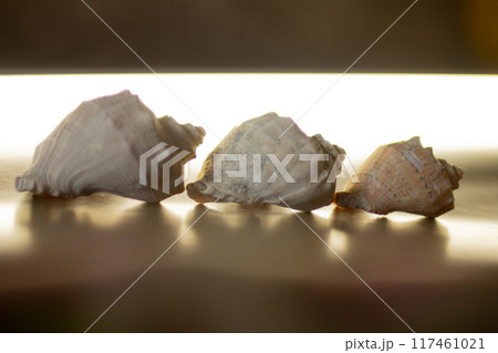 Black Sea rapan shells on pebbles Black Sea rapan shells on pebbles 117461021