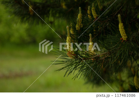Pine flowers blooming in spring, outdoors in the forest. Pine flowers blooming in spring, outdoors in the forest. 117461086