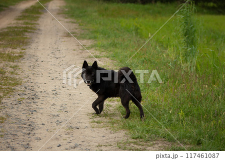 Sand road through the forest to the field Sand road through the forest to the field 117461087