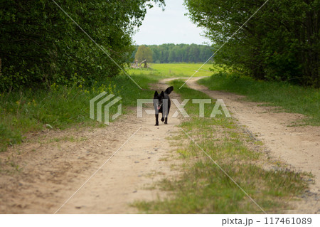 Sand road through the forest to the field Sand road through the forest to the field 117461089