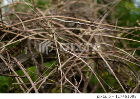 Weaving vine of grapes on an abandoned fence 117461098