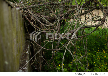 Weaving vine of grapes on an abandoned fence 117461103
