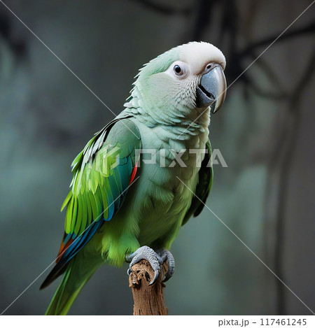 Green parrot on a gray background 117461245