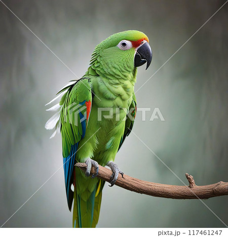 Green parrot on a gray background 117461247