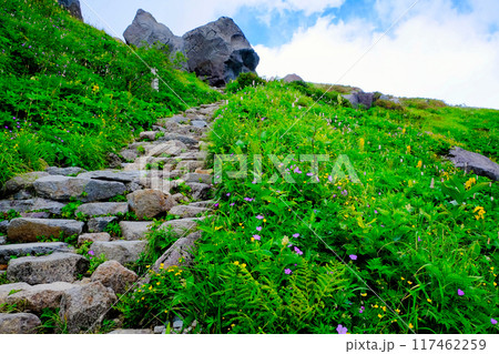 花咲く砂防新道登山道 花咲く砂防新道登山道 117462259