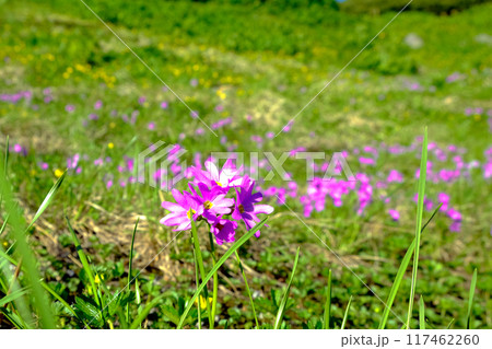 ハクサンコザクラ群生2 117462260