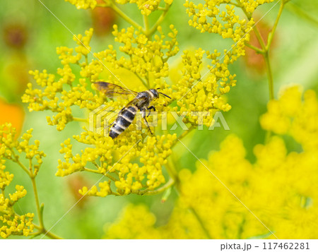 オミナエシ訪花昆虫ツチバチ科コモンツチバチ 117462281