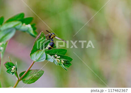 葉の上に止まるスズメバチ科ミカドトックリバチ 117462367