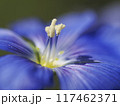 亜麻の花 117462371