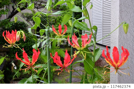 開花したグロリオサ 炎のような赤い花 開花したグロリオサ 炎のような赤い花 117462374