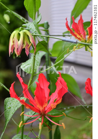 開花したグロリオサ　炎のような赤い花 117462381