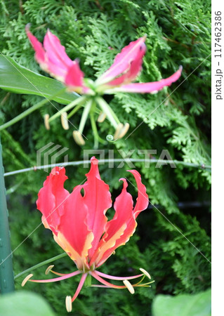 開花したグロリオサ 炎のような赤い花 開花したグロリオサ 炎のような赤い花 117462386