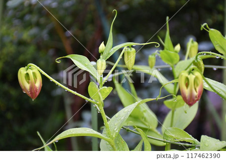 開花したグロリオサ　炎のような赤い花 117462390