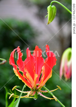 開花したグロリオサ　炎のような赤い花 117462399