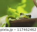 カエル 117462462