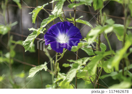 変化朝顔803 117462678