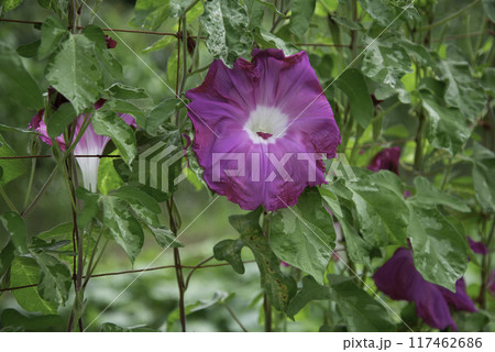 変化朝顔811 117462686