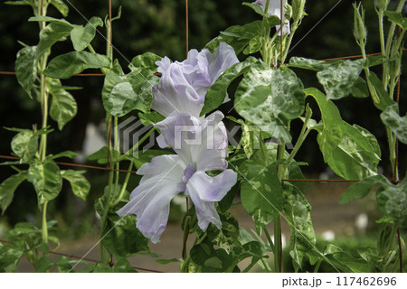 変化朝顔821 117462696