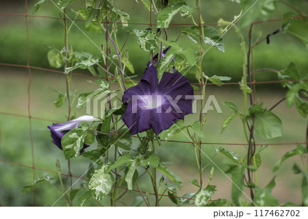 変化朝顔827 117462702